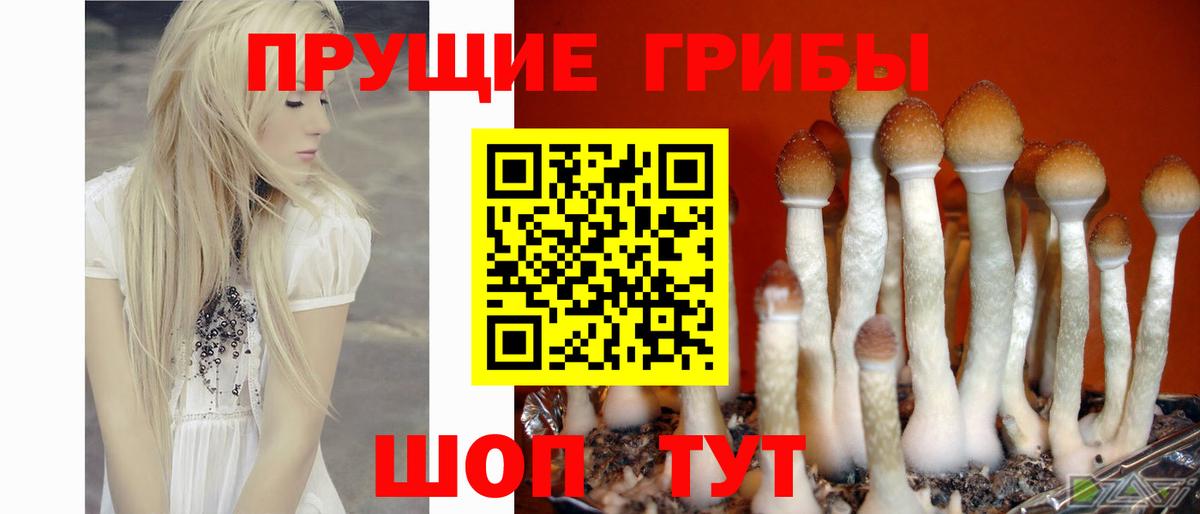 Новый Уренгой  Псилоцибиновые грибы Psilocybe  Вход с VPN 